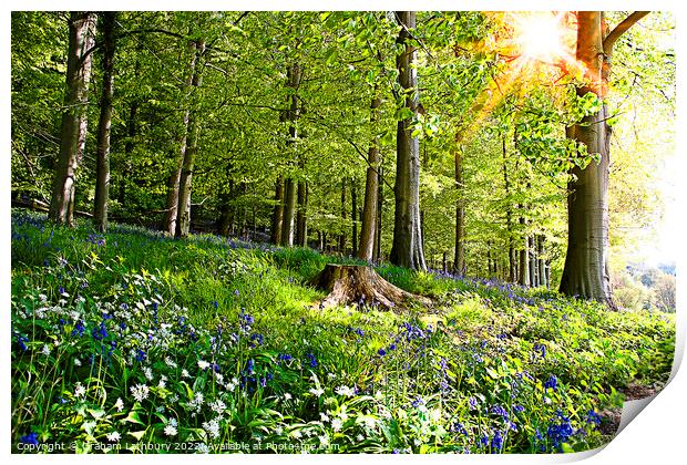 Cotswolds Bluebells Print by Graham Lathbury