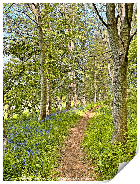 Bluebell Path Print by Graham Lathbury