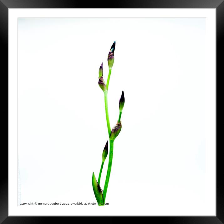 Iris flower Framed Mounted Print by Bernard Jaubert
