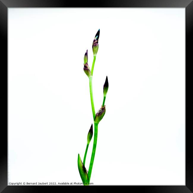 Iris flower Framed Print by Bernard Jaubert