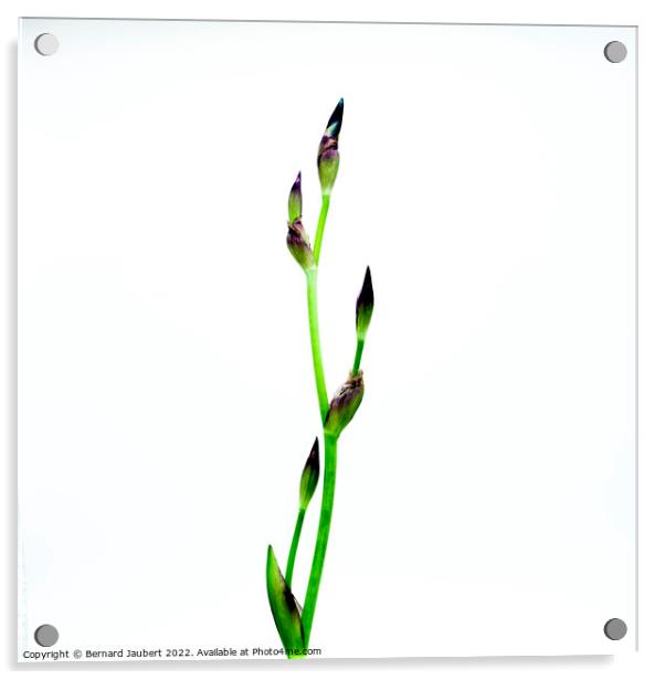 Iris flower Acrylic by Bernard Jaubert