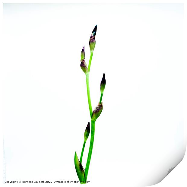 Iris flower Print by Bernard Jaubert