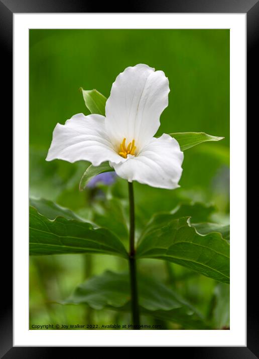 White Trillium flower Framed Mounted Print by Joy Walker