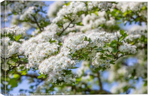 White Spring Blossom Canvas Print by David Hare