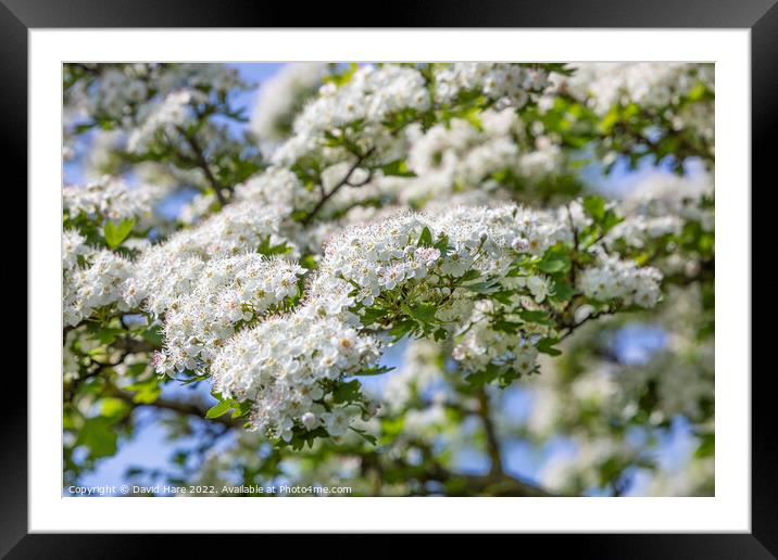 White Spring Blossom Framed Mounted Print by David Hare
