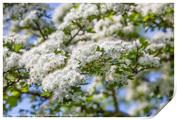 White Spring Blossom Print by David Hare