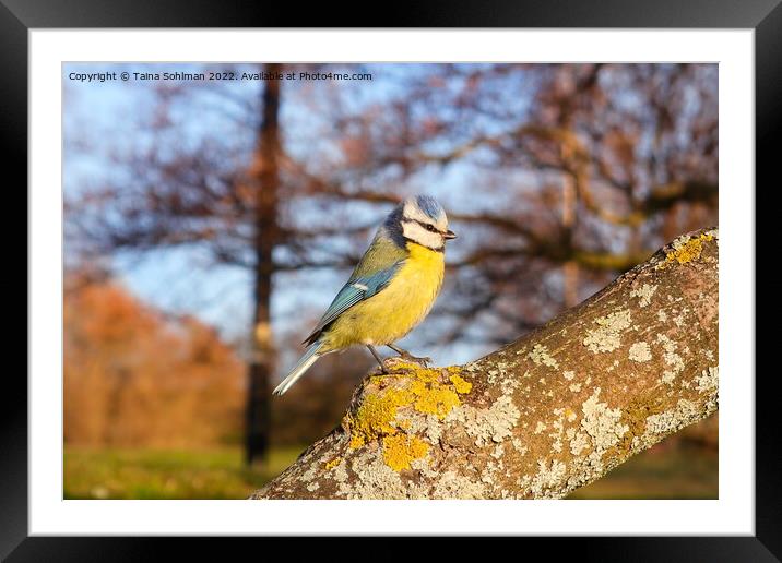 Eurasian Blue Tit on a Branch Framed Mounted Print by Taina Sohlman