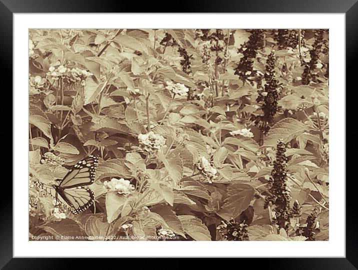 Monarch Butterfly Resting on Bushes. Framed Mounted Print by Elaine Anne Baxter