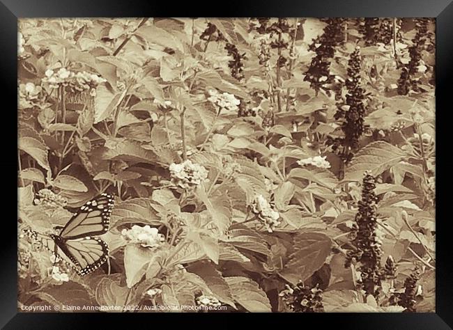 Monarch Butterfly Resting on Bushes. Framed Print by Elaine Anne Baxter