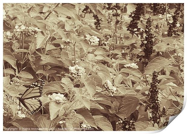 Monarch Butterfly Resting on Bushes. Print by Elaine Anne Baxter