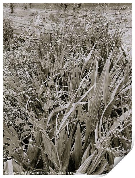 Flowering Crocosmia Plants Print by Elaine Anne Baxter