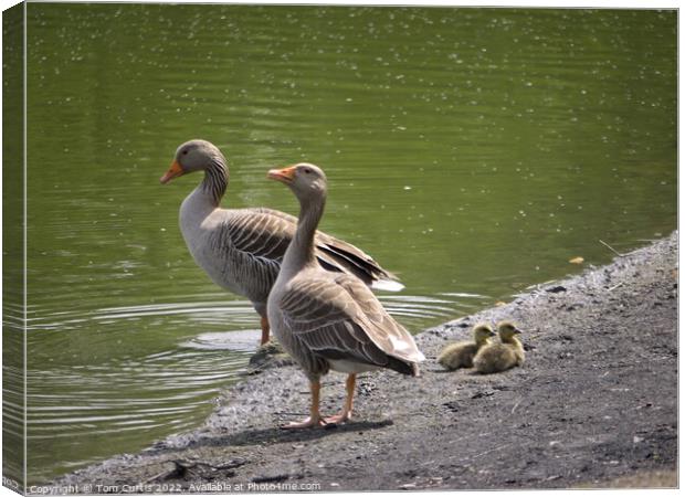 Greylag Geese and Chicks Canvas Print by Tom Curtis