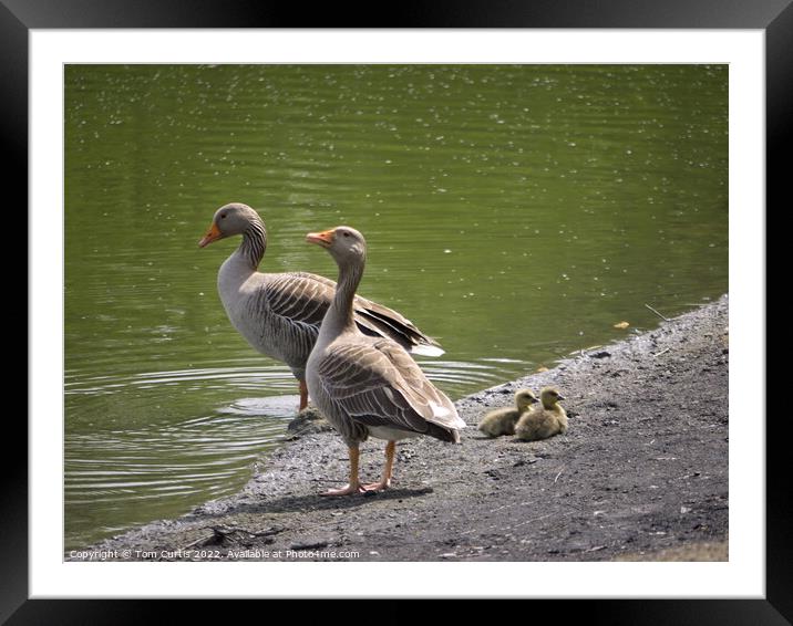 Greylag Geese and Chicks Framed Mounted Print by Tom Curtis