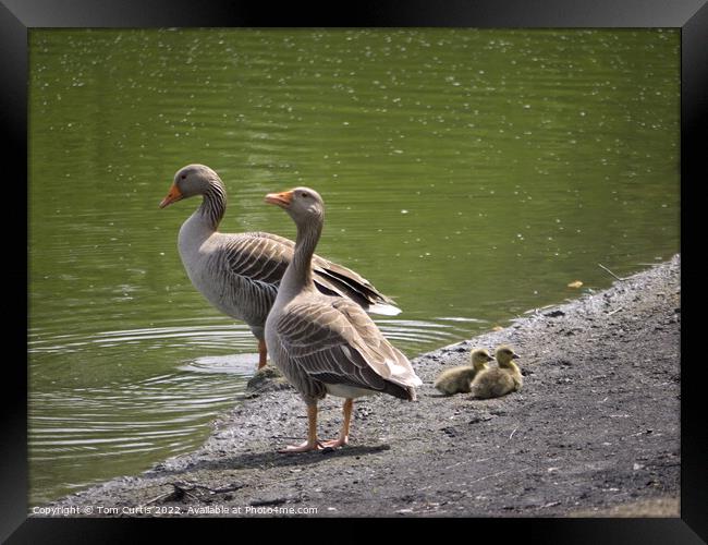 Greylag Geese and Chicks Framed Print by Tom Curtis