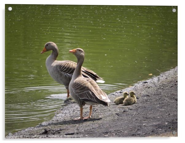 Greylag Geese and Chicks Acrylic by Tom Curtis