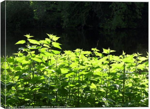 Stinging Nettles Canvas Print by Tom Curtis