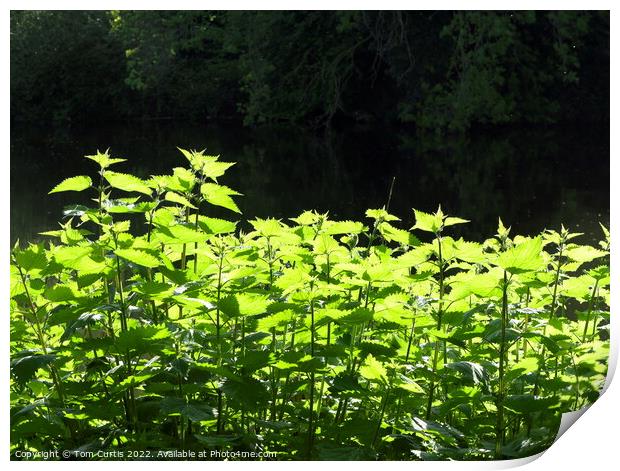 Stinging Nettles Print by Tom Curtis