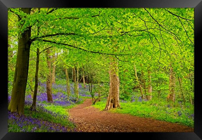 A Stroll through the Bluebells Framed Print by Martyn Arnold