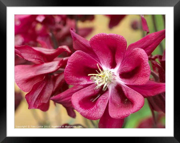 Aquilegia flower red Framed Mounted Print by Tom Curtis