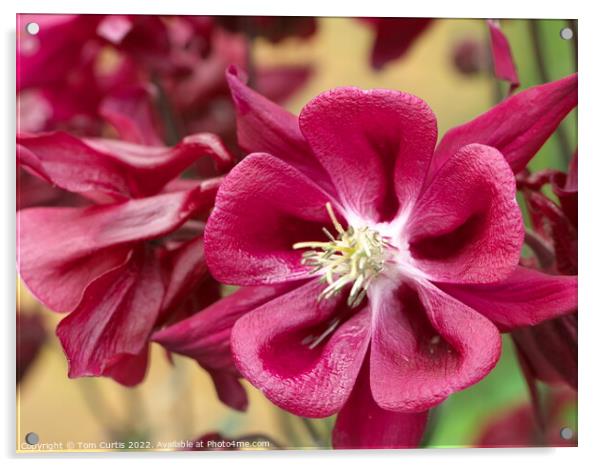Aquilegia flower red Acrylic by Tom Curtis