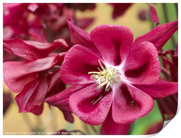 Aquilegia flower red Print by Tom Curtis