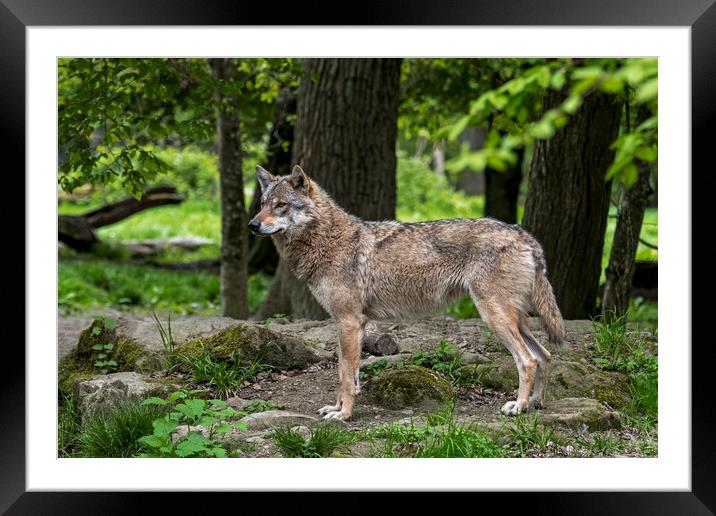 Lone European Wolf in Woodland Framed Mounted Print by Arterra 