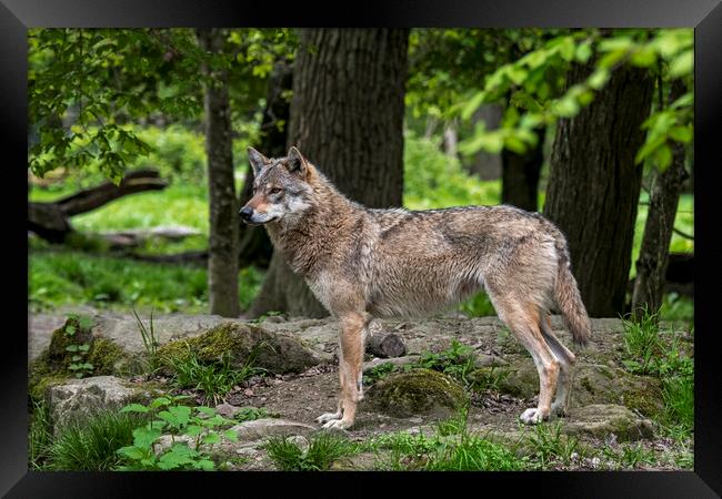 Lone European Wolf in Woodland Framed Print by Arterra 