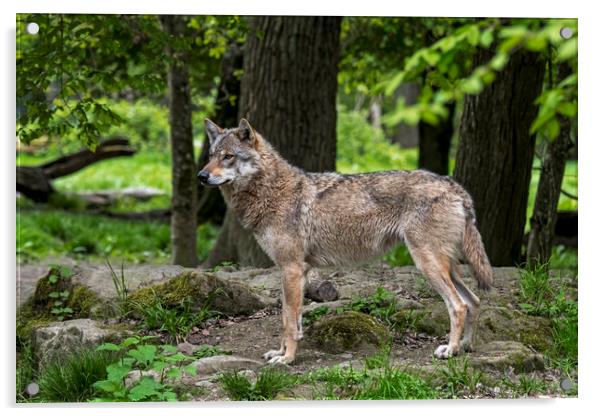 Lone European Wolf in Woodland Acrylic by Arterra 