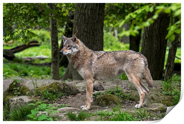 Lone European Wolf in Woodland Print by Arterra 