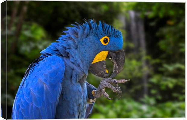 Hyacinth Macaw in Rain Forest Canvas Print by Arterra 