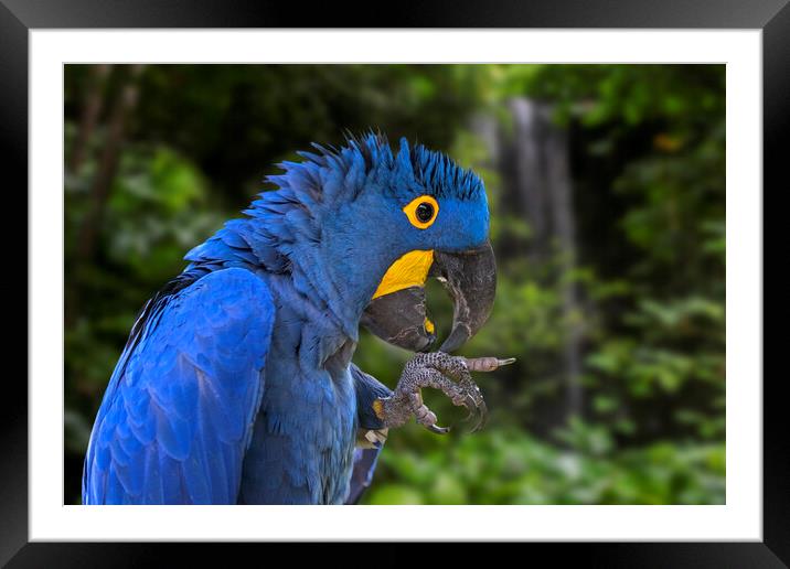 Hyacinth Macaw in Rain Forest Framed Mounted Print by Arterra 