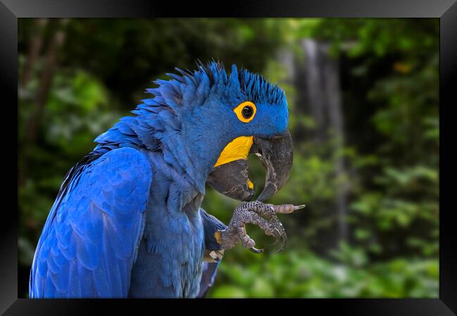 Hyacinth Macaw in Rain Forest Framed Print by Arterra 