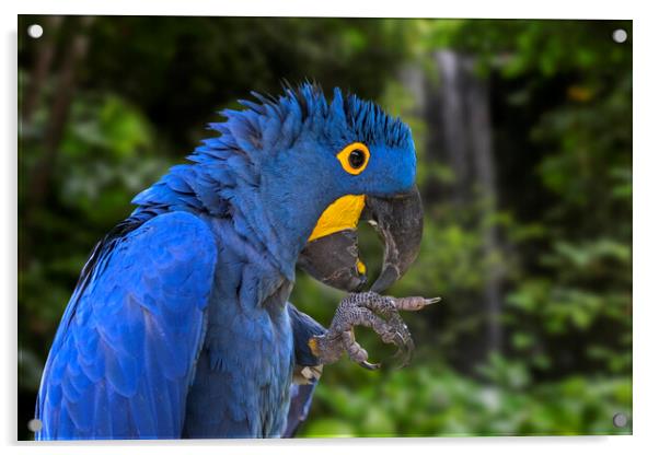 Hyacinth Macaw in Rain Forest Acrylic by Arterra 