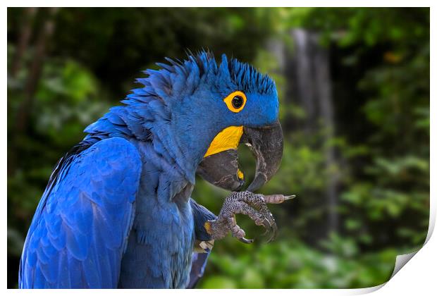 Hyacinth Macaw in Rain Forest Print by Arterra 