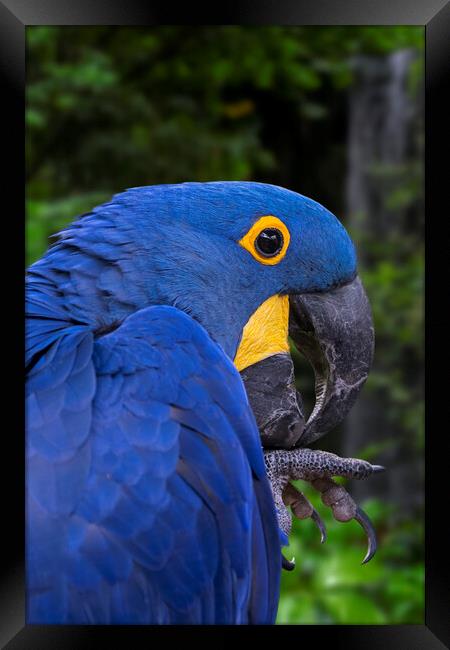Hyacinth Macaw Framed Print by Arterra 