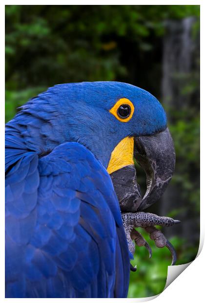 Hyacinth Macaw Print by Arterra 