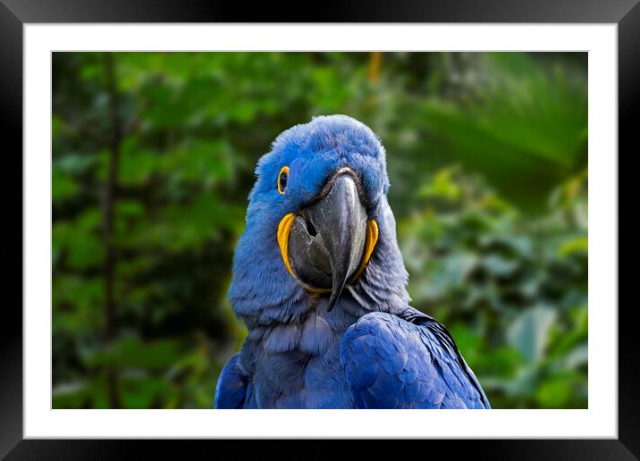 Hyacinth Macaw in Jungle Framed Mounted Print by Arterra 