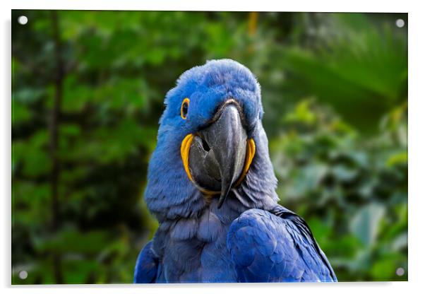 Hyacinth Macaw in Jungle Acrylic by Arterra 