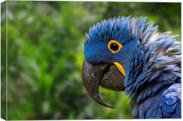 Hyacinth Macaw Close-Up Canvas Print by Arterra 