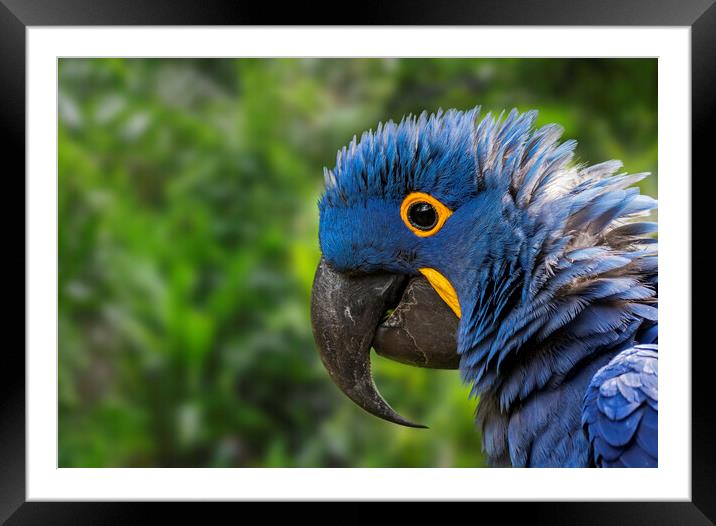 Hyacinth Macaw Close-Up Framed Mounted Print by Arterra 