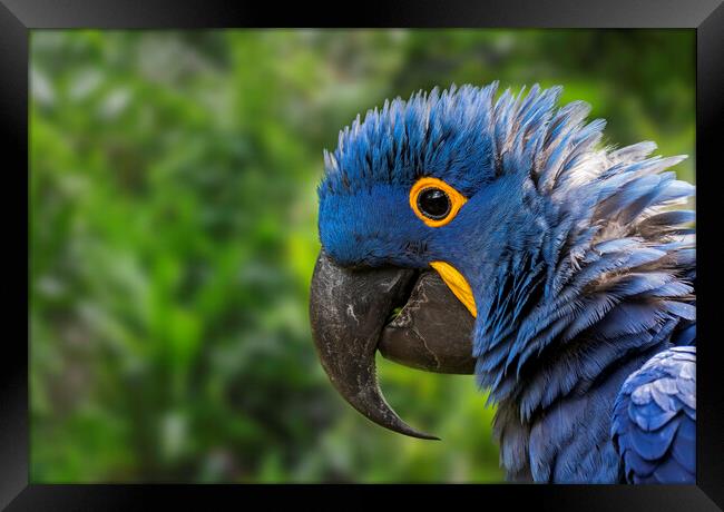 Hyacinth Macaw Close-Up Framed Print by Arterra 