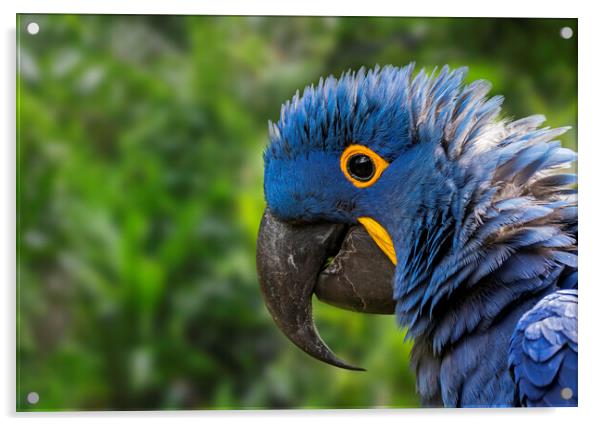 Hyacinth Macaw Close-Up Acrylic by Arterra 