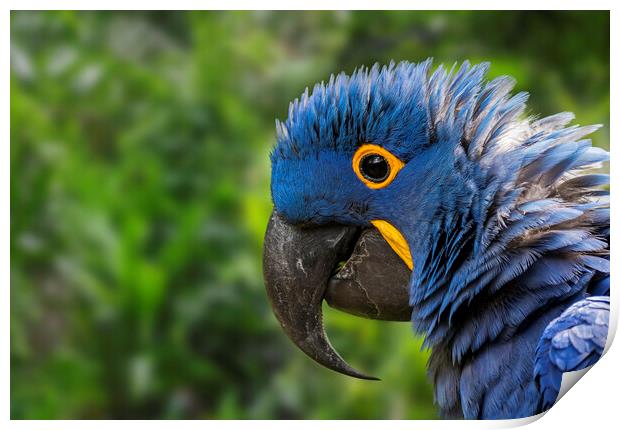 Hyacinth Macaw Close-Up Print by Arterra 