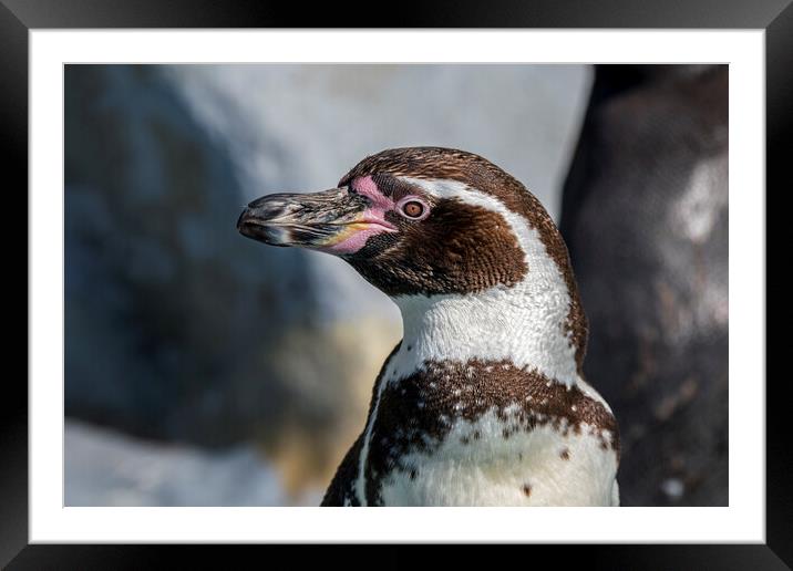 Humboldt Penguin Framed Mounted Print by Arterra 