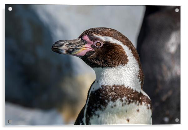 Humboldt Penguin Acrylic by Arterra 