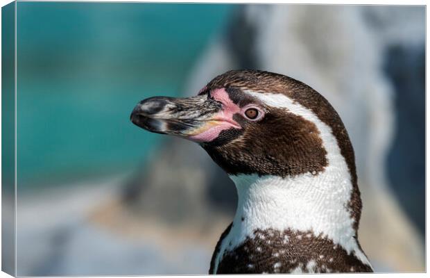 Peruvian Penguin Canvas Print by Arterra 