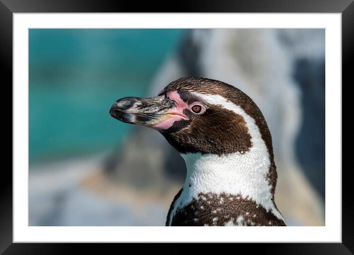 Peruvian Penguin Framed Mounted Print by Arterra 