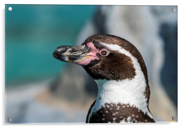 Peruvian Penguin Acrylic by Arterra 