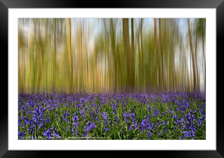 Bluebell forest blur 716 Framed Mounted Print by PHILIP CHALK