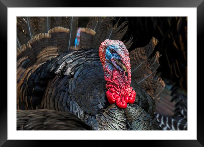 Wild Turkey Framed Mounted Print by Arterra 
